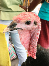 Close-up of a bird against blurred background