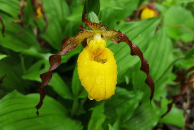 Close-up of yellow flower