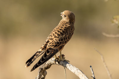 Close-up of bird perching on twig