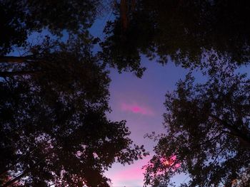 Low angle view of silhouette trees against sky at night