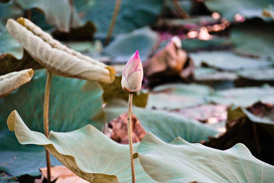 Close-up of lotus water lily in lake