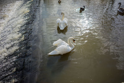 High angle view of swans swimming in lake