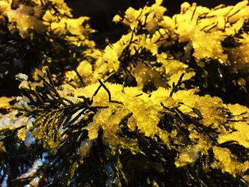 Close-up of yellow leaves on branch