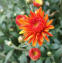 Close-up of red flower