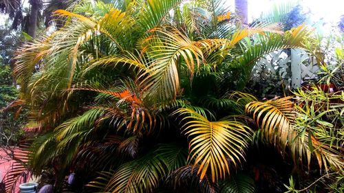 Low angle view of palm trees against sky