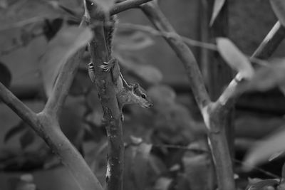Close-up of snow on plant during winter