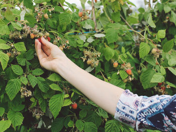 Cropped image of woman plucking strawberry from plant