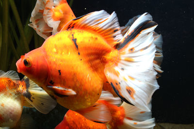 Close-up of fish swimming in sea