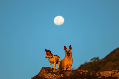 View of a dog against clear blue sky