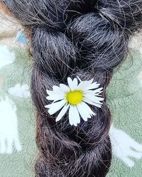 flowering plant