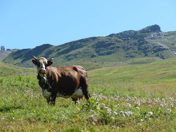 Cow grazing on field against clear sky