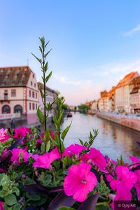 Close-up of pink flowering plant by canal against sky
