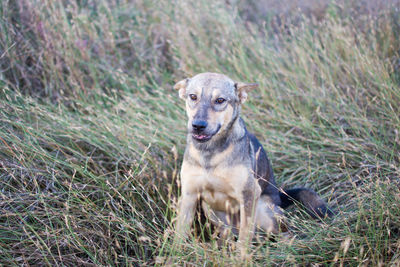 Portrait of dog sitting on grass