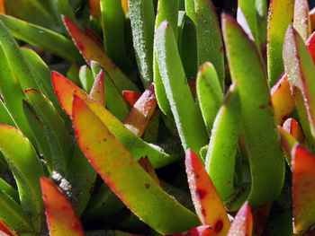 Close-up view of beautiful vivid succulent plant