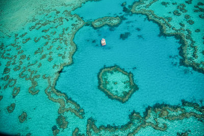 High angle view of coral swimming in sea