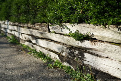 Close-up of wooden log in forest