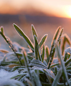 Close-up of frozen plants on field during sunset