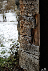 Close-up of tree trunk during winter