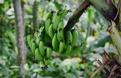 Green bananas in the trees, young bananas in the garden, this picture was taken in the banana garden