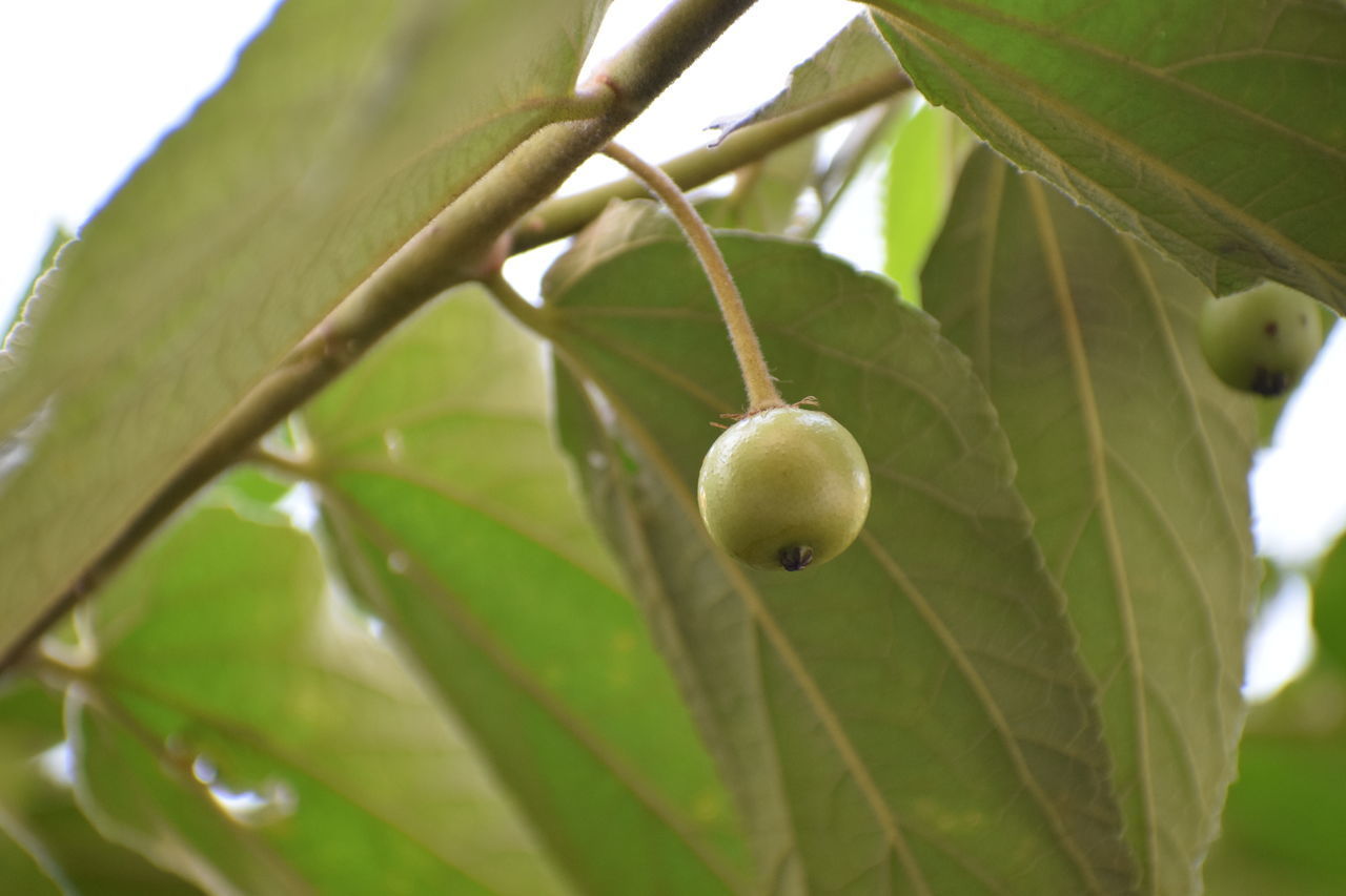 CLOSE-UP OF FRUIT GROWING ON PLANT