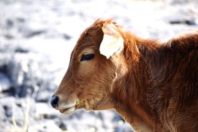Close-up of a horse looking away