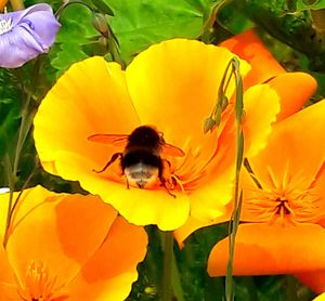 Close-up of bee on orange flowers