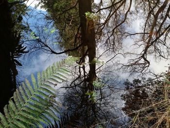 Reflection of trees in lake