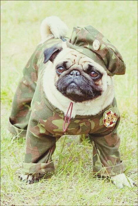 animal themes, dog, one animal, grass, mammal, domestic animals, field, pets, portrait, looking at camera, transfer print, animal head, close-up, relaxation, auto post production filter, outdoors, day, grassy, sitting, focus on foreground