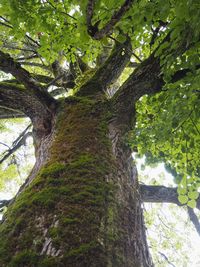 Low angle view of tree in forest
