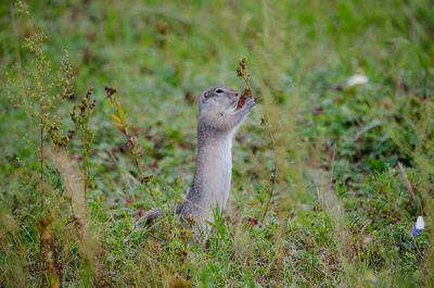 View of an animal on land