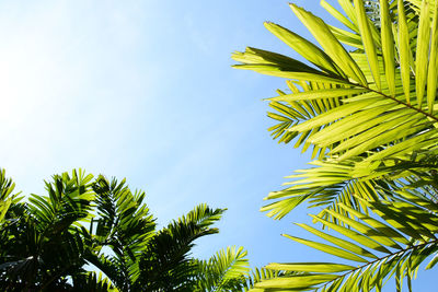 Low angle view of coconut palm tree against sky