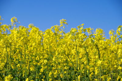 Scenic view of oilseed rape field against clear sky