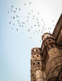 Low angle view of birds flying against sky