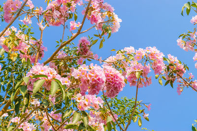 Low angle view of pink flowering plants against blue sky