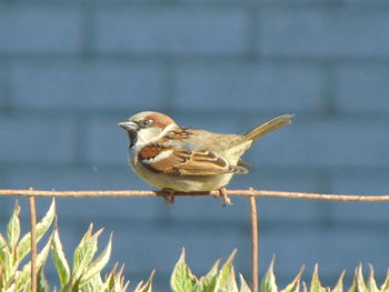 Close-up of bird perching