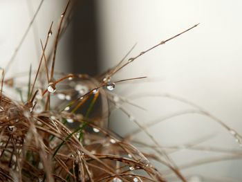 Close-up of plant