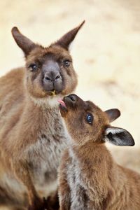 Young kangaroo searching contact with mother