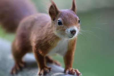 Close-up portrait of rabbit