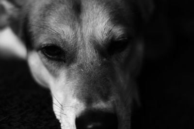 Close-up portrait of dog