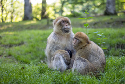 Monkeys sitting on grass