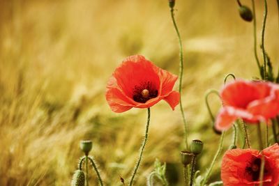 Close-up of red poppy flowers on field