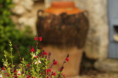 Close-up of red poppy flowers