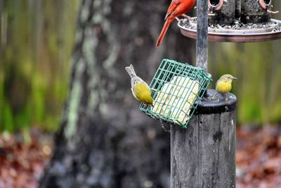Close-up of bird perching on tree trunk
