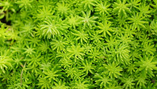 Full frame shot of green leaves