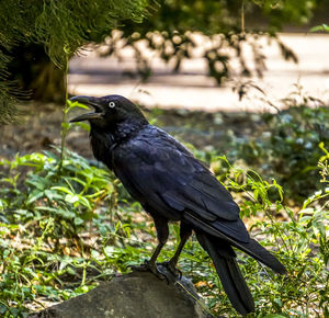 Australian raven perching on rock in forest