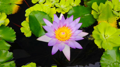 Close-up of lotus water lily in pond