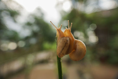 Close-up of flower on plant