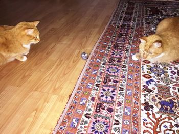 High angle view of dog on hardwood floor