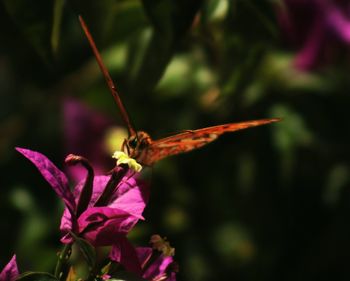 Close-up of butterfly pollinating on flower