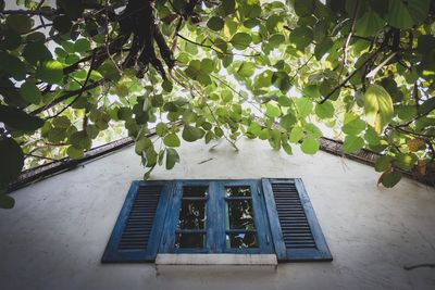 Low angle view of potted plants on tree